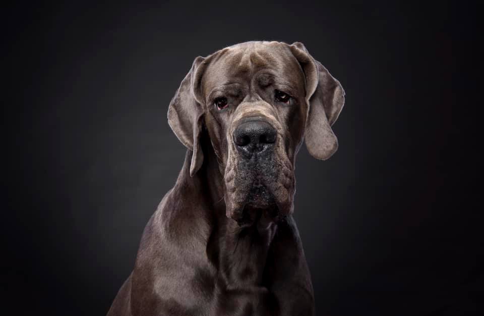 Dogue Allemand Bleu