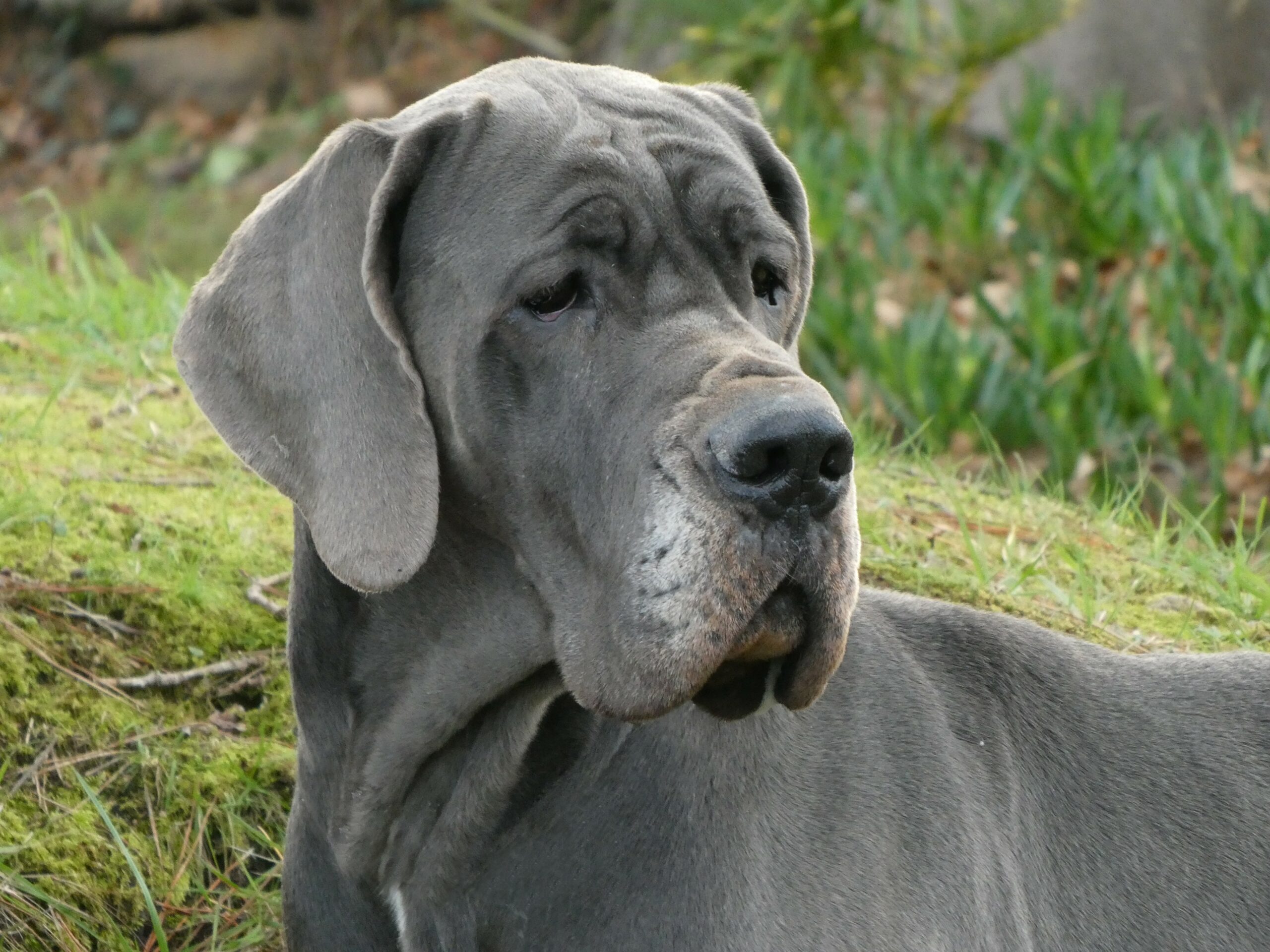 Elevage de Dogues Allemands