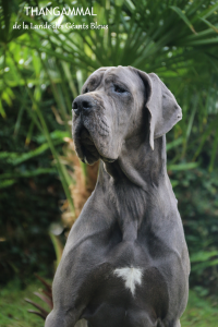 dogue allemand