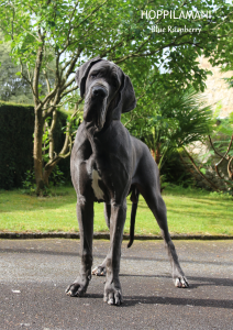 etalon dogue allemand