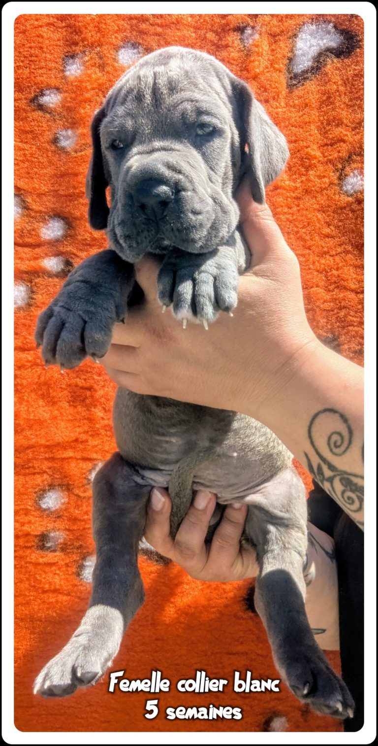 chiots dogues allemands disponibles