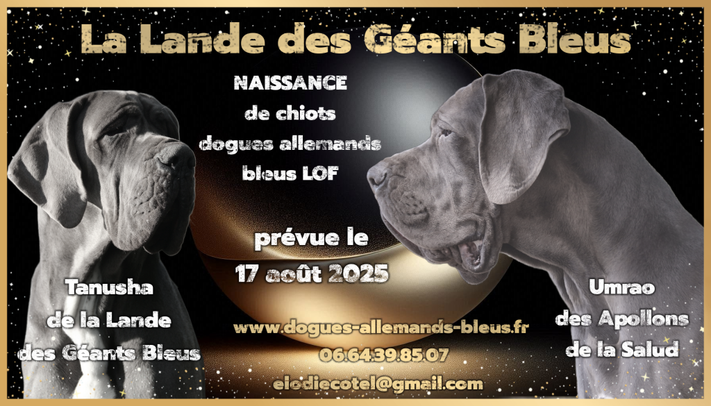 chiots dogues allemands