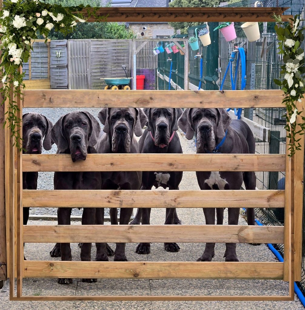 chiots dogues allemands