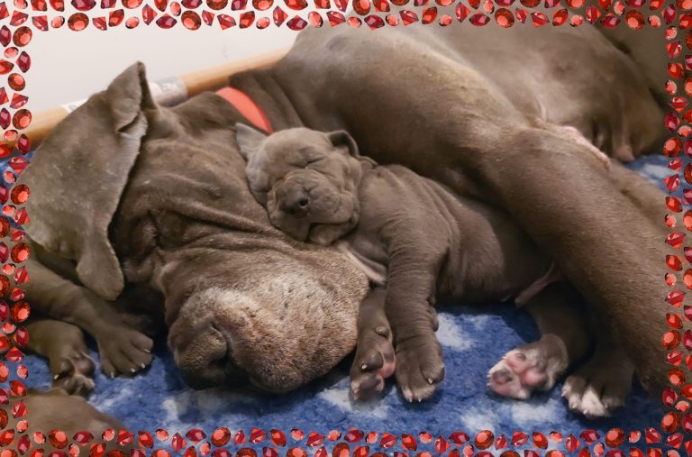 chiots dogues allemands