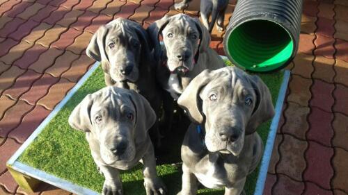 Chiots dogues allemands